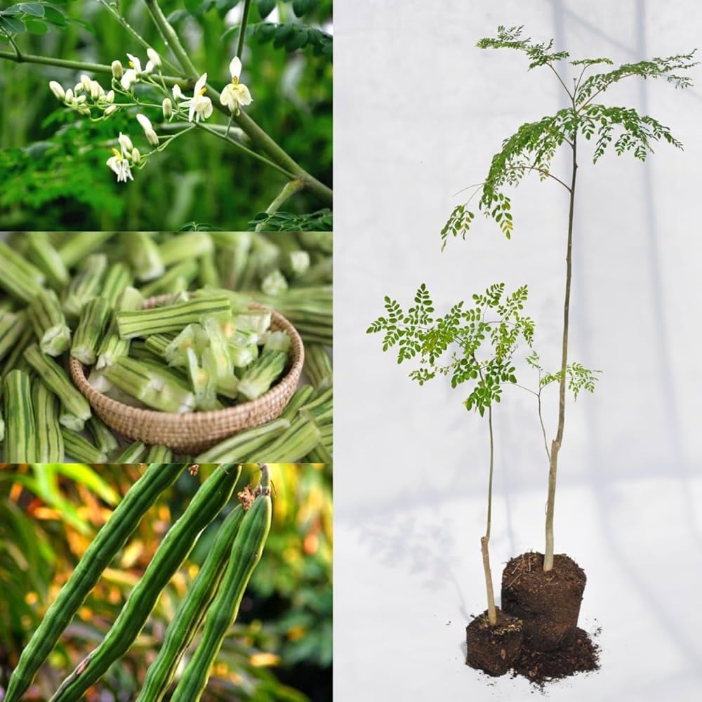 1 DRUMSTICK VEGETABLE PLANT HYBRID ORGANIC OUTDOOR GARDEN LIVE TREE (B0D2YC34X7) Amazon Price History, Amazon Price Tracker