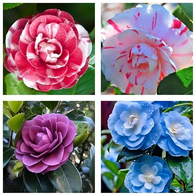Pack of 4 Hybrid Multicolour Camellia Japonica Flowering Plant, Live Camellia Flower Tree, 1 to 2 Ft Tall, for Home Garden and Outdoor (Combo 4 Pack)