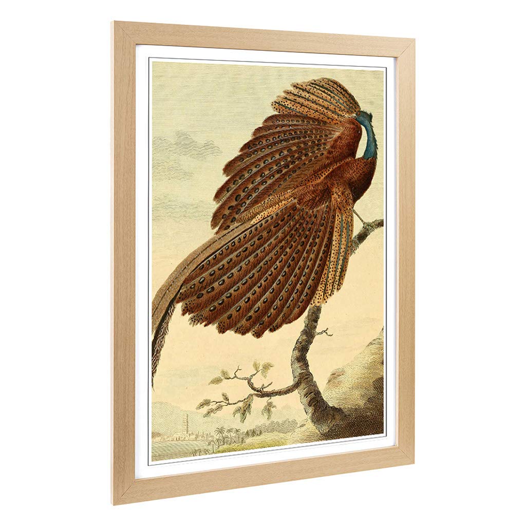 Big Box Art Framed Print of Vintage Charles R Ryley Argus Pheasant Design | Wall Art Picture | Home Decor for Kitchen, Living Room, Bedroom, Hallway, Oak, A2 / 24.5x18 Inch / 62x45cm