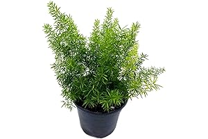 Mowaven Asparagus Fern Live Plant Foxtail Fern, 4 inch Asparagus densiflorus