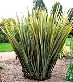 Nueva Zelanda Lin - Phormium variegatum ~ graminado ~ 10 semillas