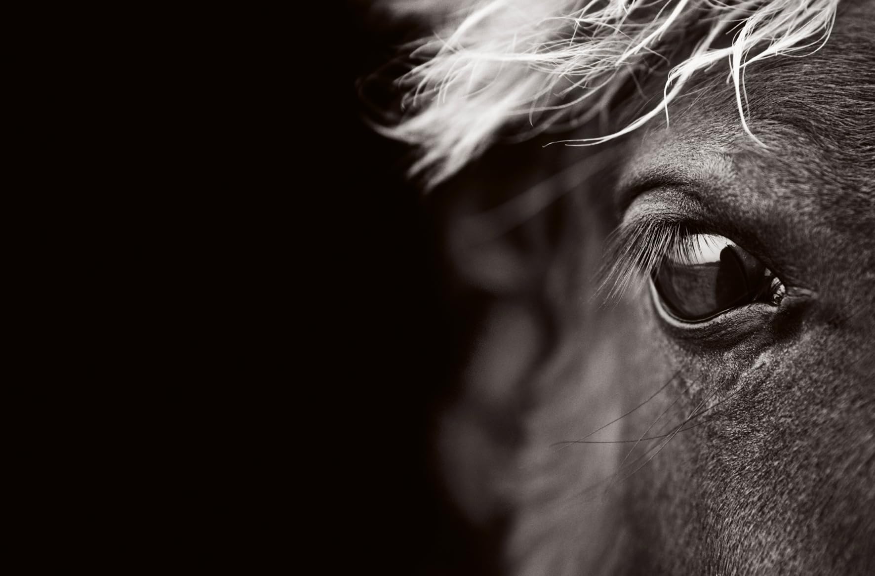 Untamed Spirits: Horses from Around the World /anglais/allemand