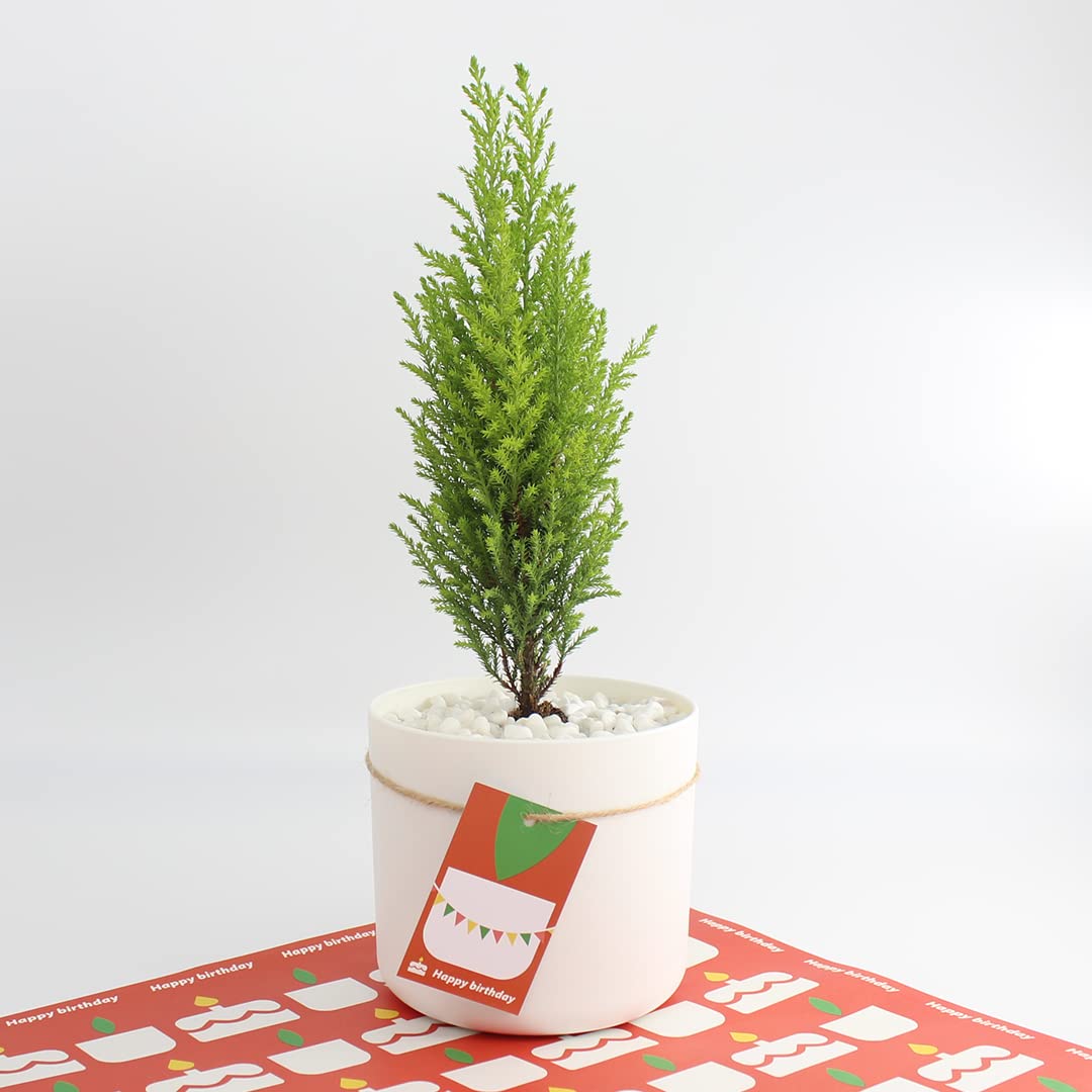 Amazon｜コニファー クプレッサス ゴールドクレスト ウィルマ 本物