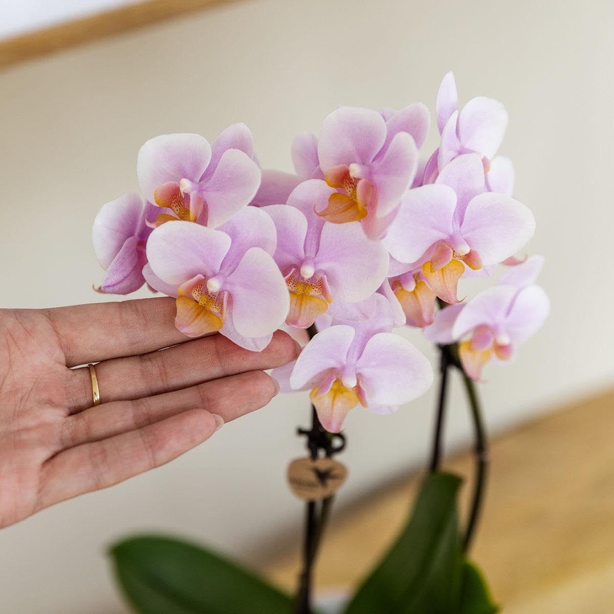 Rose Orchidee (Phalaenopsis)
