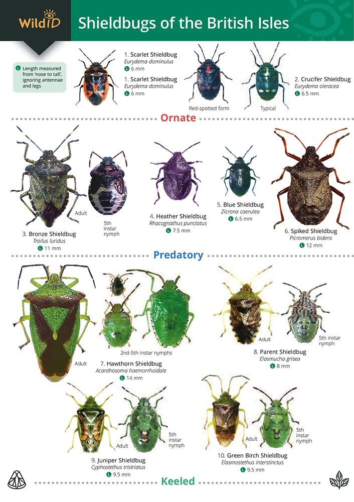 Shieldbugs of the British Isles (WildID)