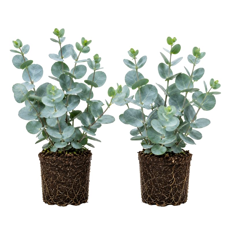 2 Baby Blue Eucalyptus Live Plants Fragrant Eucalyptus Herb for Garden and Patio Containers 2-5 Inches Tall Plugs