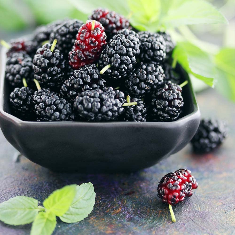 See full amazon price history chart for Countgreen Plus Organic Mulberry (Sehtut) Non-GMO Plating 100 Fruit Seeds for Home, Garden, Terrace, Balcony - All Season Growing Seeds - 2 Packet Countgreen Plus Organic Mulberry (Sehtut) Non-GMO Plating 100 Fruit Seeds for Home, Garden, Terrace, Balcony - All Season Growing Seeds - 2 Packet (B0BS4CCVDJ) Amazon Price History, Amazon Price Tracker