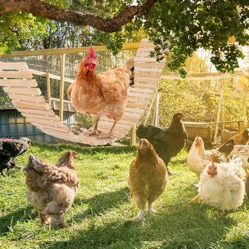 Brinquedo de balanço de galinha para Coop, acessórios de madeira naturais seguros feitos à mão