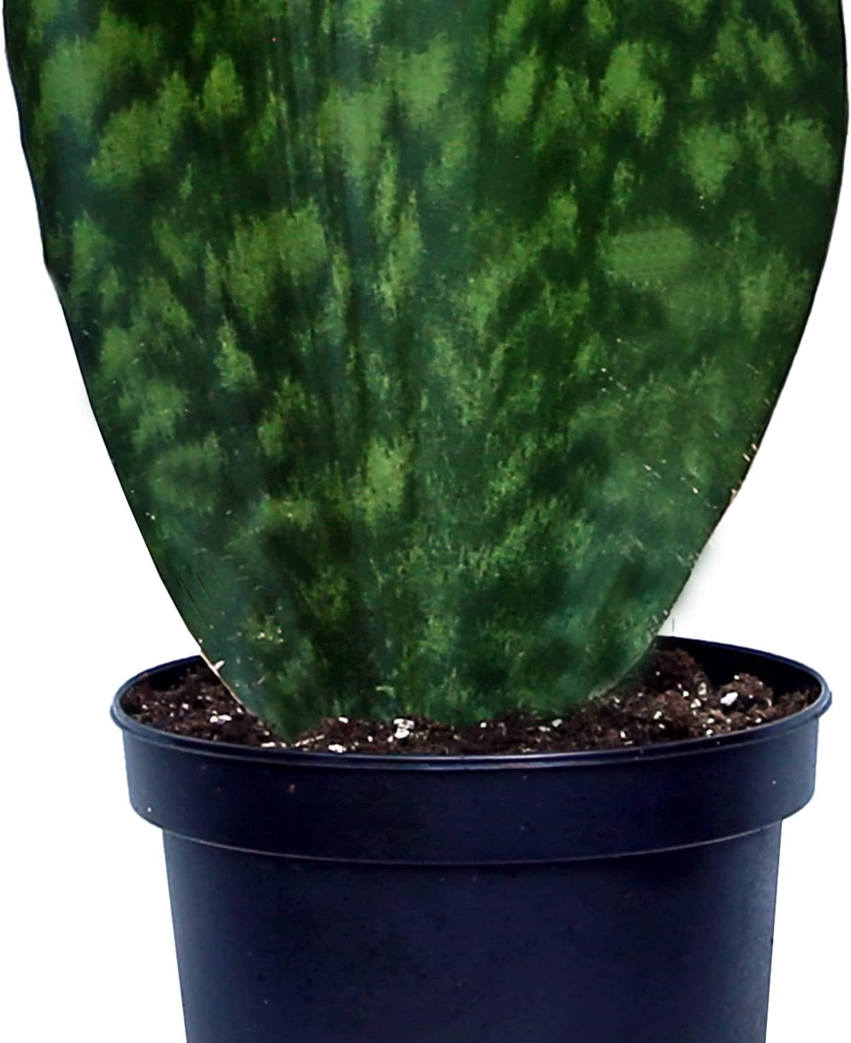 Live Sansevieria Masoniana, Mason’s Congo, Whale Fin, Shark’s Fin, Rare Houseplant, Housewarming Gift, Christmas Gift, Father's Day Gift, Live Home Decor Plant in 6" Pot