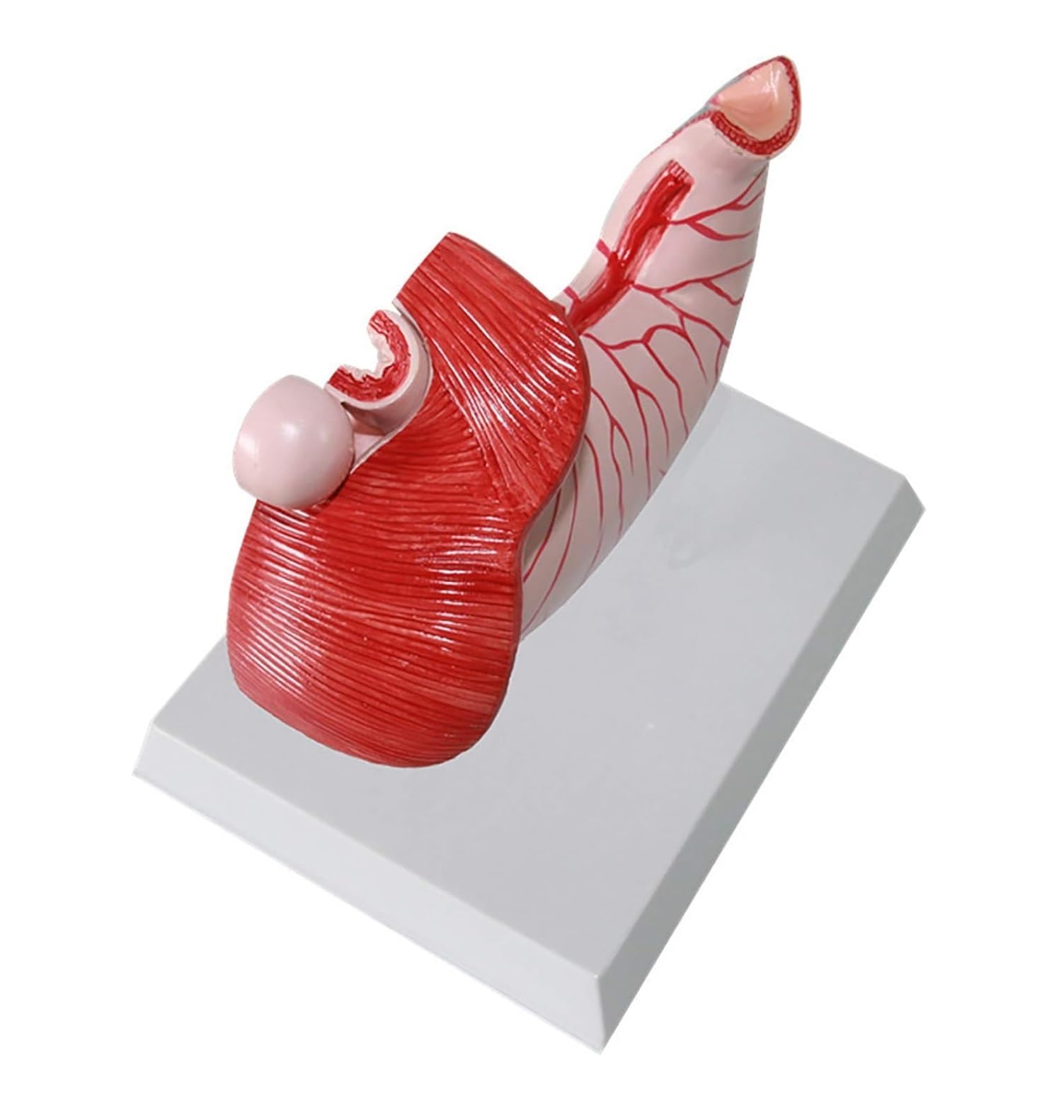 Model Człowieka Model Anatomiczny Ludzkiego Układu Trawiennego Żołądka Dla Lekarzy Medyczne Narzędzia Dydaktyczne Anatomia