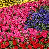 Aubrietia Large Flowered Mixed Seeds – Hardy Perennial – Must Have for Borders & Rockeries – for Your Beautiful Garden