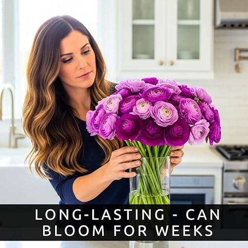 Miniatura 2 de Bulbos de ranúnculo morado para plantar - Color impresionante y flores de larga duración, fáciles de cultivar (20 bulbos)