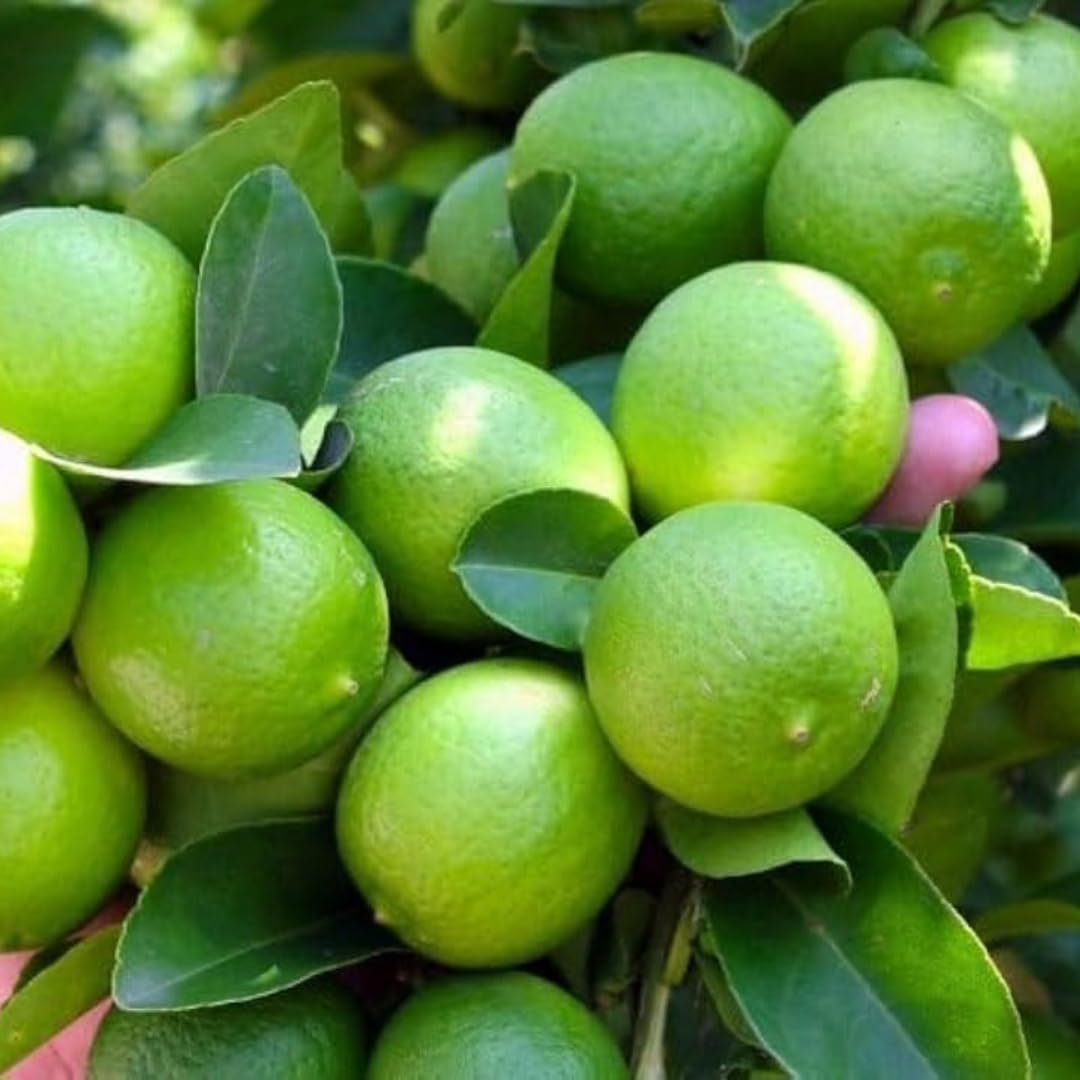 GREEN GARDEN SHOP All Time Thai Lemon Plants Live Hybrid All Season Hybrid Air Layering All Season Thai seedlees Lemon Plant Height 1.5-2 FT Pack Of 1 Healthy Plant (B0DGV6RCXW) Amazon Price History, Amazon Price Tracker
