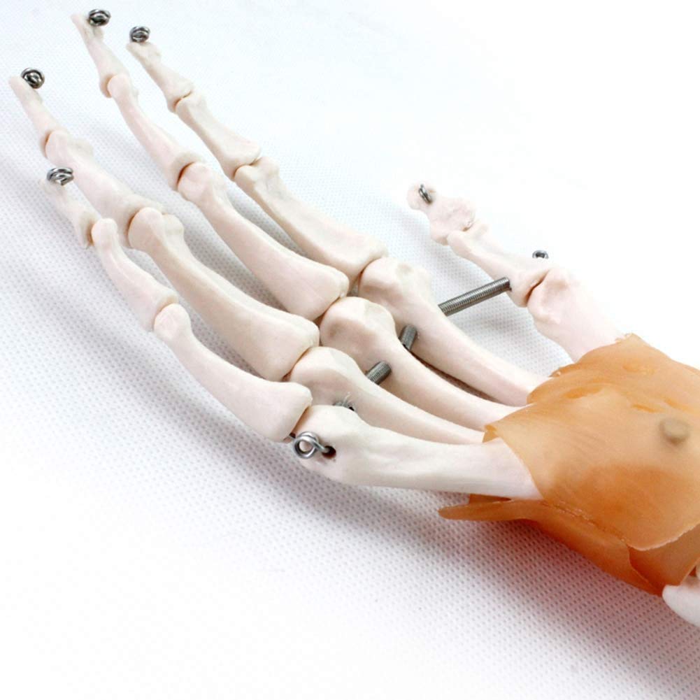 Umano Giunto Manuale Modello di Scheletro Struttura ossea a Mano di Anatomia Dimensione Reale con legamento Ortopedia Chirurgico Comunicazione Medico paziente