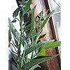 Comfrey Root, Live