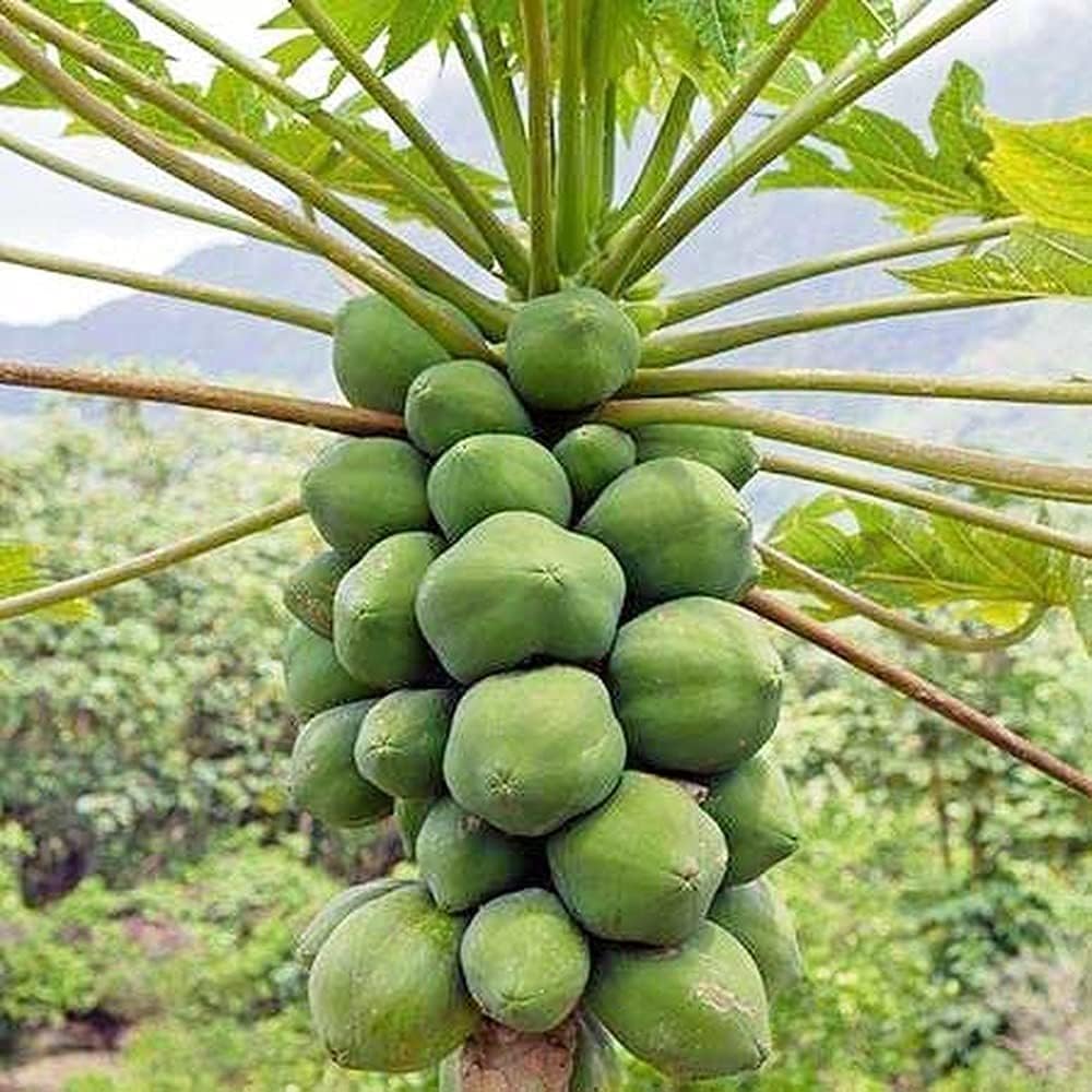 20 Piezas Llamativo Único Rara Papaya Semillas Poca Dificultad Para Plantar Adecuado Para Principiantes Jardineros Novatos