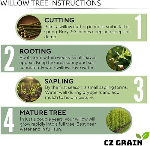 Miniatura 6 de Blackskin Willow Bonsai Tree Cutting to Grow - Ramas oscuras raras, bonsái fácil de cultivar para decoración de interiores y exteriores, apto