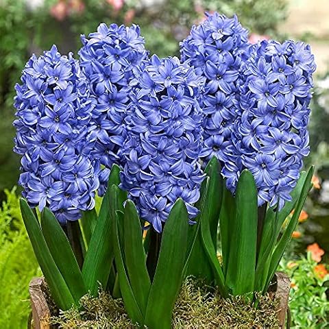 Hyacinth Delft Blue Bulbs for Planting Cover