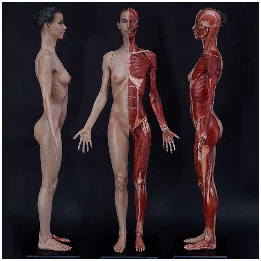 Model do badania Model kobiecej anatomii człowieka-rysunek lub rysunek anatomii człowieka medyczne narzędzie artystyczne (rozmiar: 60 cm) (rozmiar: 60 cm)