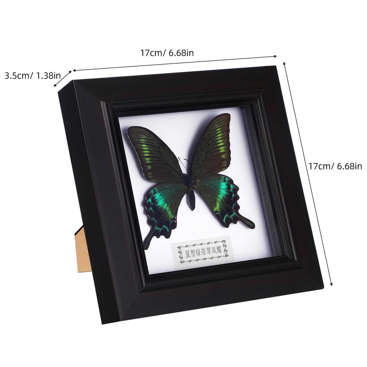 Cadre pour exemplaires de Morpho Bleu Exquis Encadré et monté en Noir pour présenter des curiosités comme décoration de Table à Suspendre