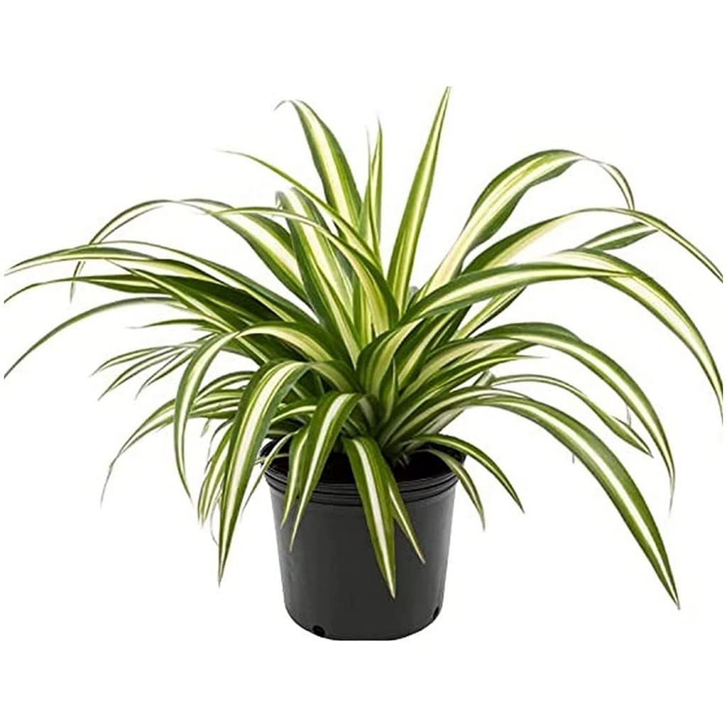 Creative Farmer Chlorophytum, Spider Plant (Healthy Live Plant)