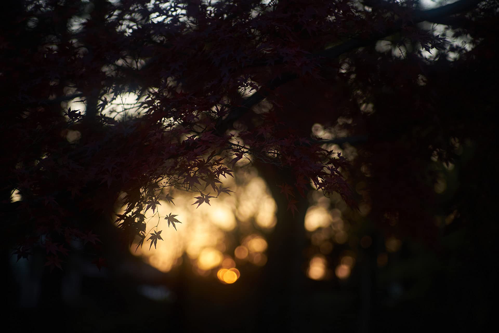NiSi Allure Soft - Filtro para aspiradora (67 mm)