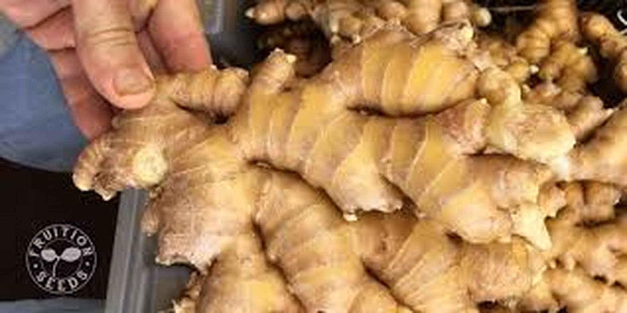 PLANTOGALLERY Ginger Organic Seeds (10) (B09B2MHB4F) Amazon Price History, Amazon Price Tracker