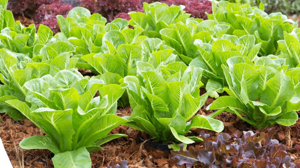 See full amazon price history chart for Lettuce seeds mixed || Mixed lettuce seeds || Winter seeds || Pack of 70 Lettuce seeds mixed || Mixed lettuce seeds || Winter seeds || Pack of 70 (B0CR4BCZL6) Amazon Price History, Amazon Price Tracker