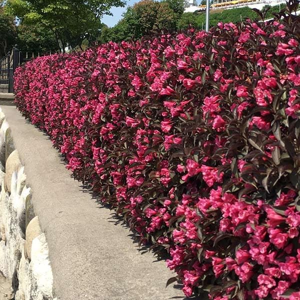 Wine and Roses Weigela