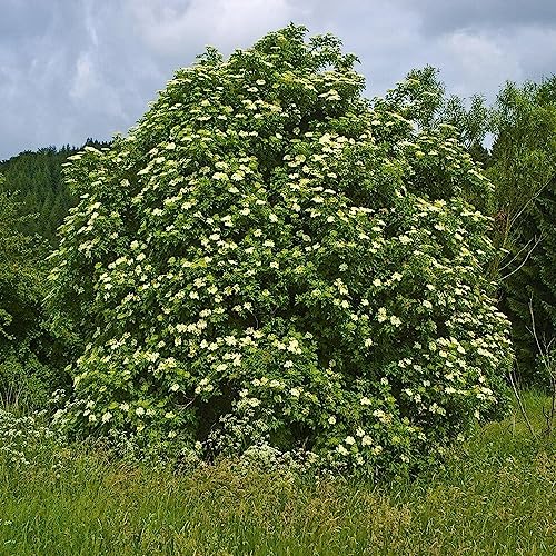 KVITER 100 Black Elderberry Seeds for Planting (Sambucus Nigra) – Organic Fruit Seeds, Heirloom & Non-GMO, Sweet & Juicy Fruit Berries – Perfect Shrub/Small Tree for Your Outdoor Garden