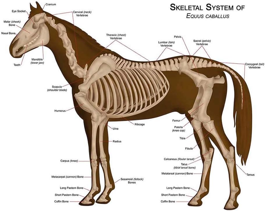 Glossy Anatomical Chart Horse Skeleton 12" x 16" Poster