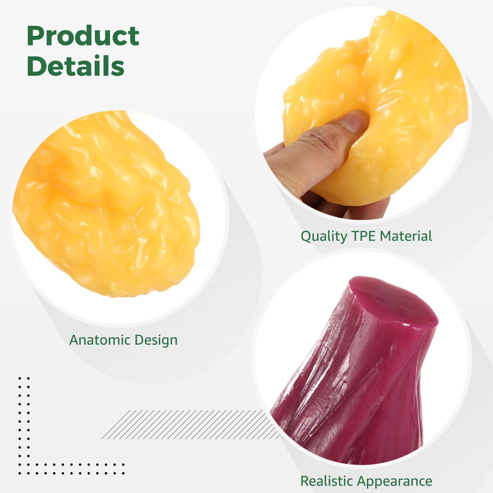 Modelo ultra realista de anatomía muscular y grasa humana de 2.2 libras