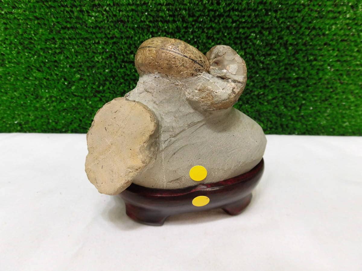 Amazon | 化石、メヌイテスアンモナイト＝（殻付き、巻き最高に良い