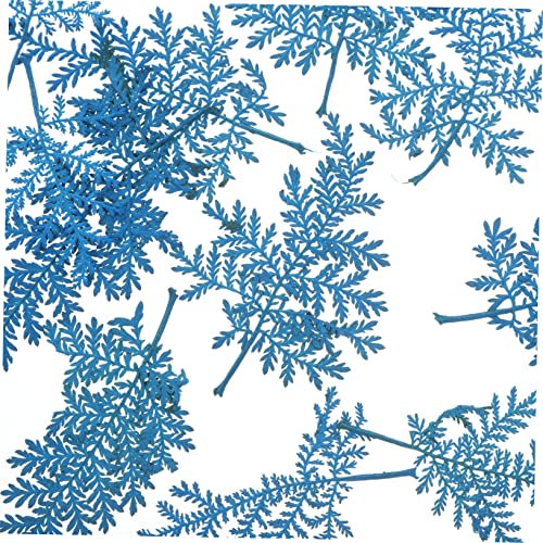 SEWACC 96 Unidades De Flor Seca Em Relevo Azul Flores Secas Naturais Em Relevo