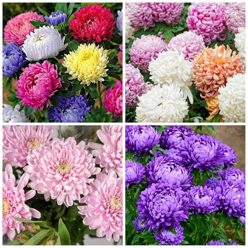 350+ Mix Color Chrysanthemum Seeds Hardy Garden Flower Seeds - Rare Ground Cover Plant Landscape Easy Grow & Maintain