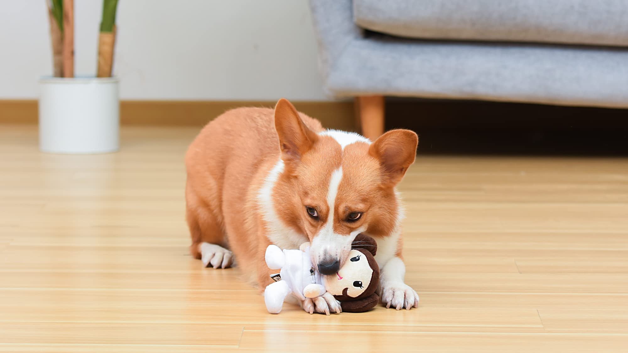 Star Wars Leia - Juguete de Peluche para Perros con chirriador, Juguete para Perros, Juguetes para Perros, Juguetes chirriantes para Perros, Juguetes de Peluche Estilo Personaje, Juguetes masticables