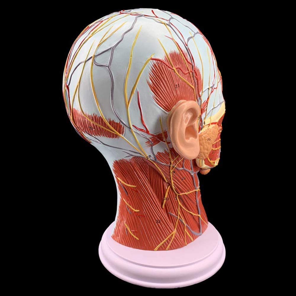 Menschlicher Kopf Oberflächliche Neurovaskulärer Modell, Gesicht Anatomie Medizinisches Gehirn Hals Medianschnitt, Kosmetischer Gesichtsnerv Micro-Gestaltung Lehrmittel