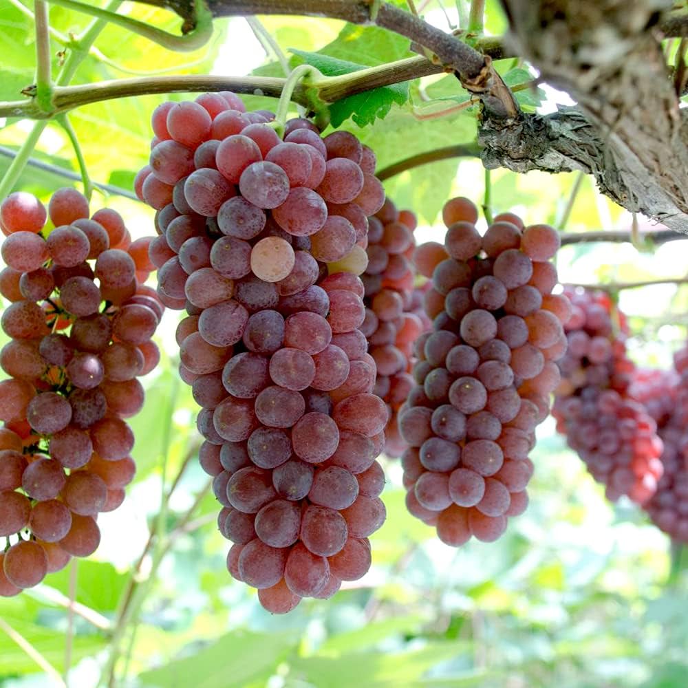 taka様!ブドウの苗木※ナイアガラ3本、デラウェア5本 taka様!ブドウの taka様!ブドウの苗木※ナイアガラ3本、デラウェア5本 taka様!ブドウの