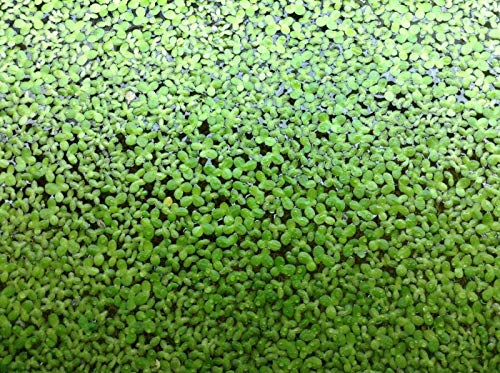 Duckweed 200+ Live Floating Aquarium Pond Plants (Lemna Minor)
