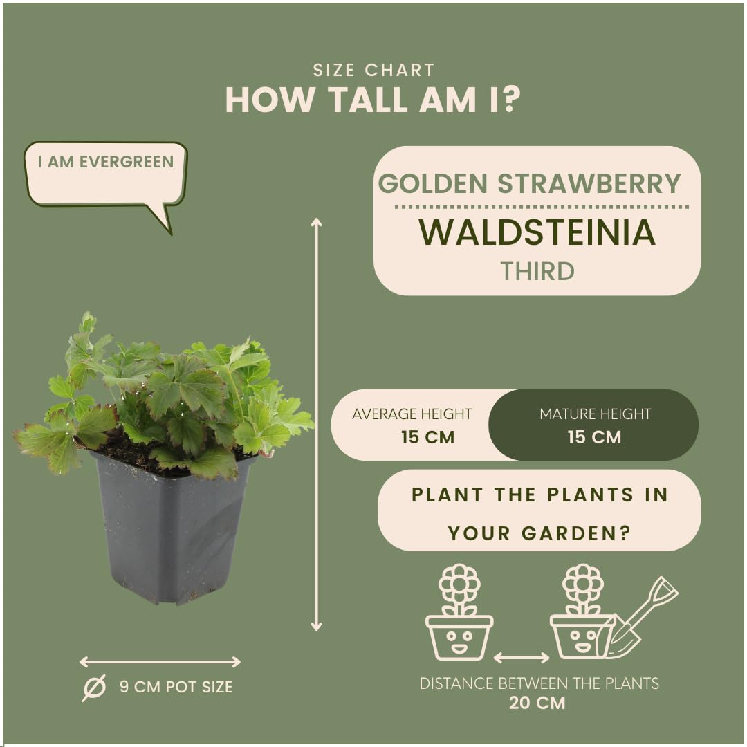 Plants by Frank 48x Waldsteinia Ternata, Dreiblatt Golderdbeere, Ø 9 cm | Waldsteinia ternata, Fraisier doré, Couvre-sol Rustique Vivace persistant, Plantes Vivaces, Pot 9 cm, Hauteur : 15 cm