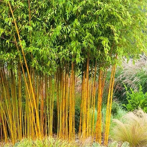 90pcs Yellow Phyllostachys Bamboo Tree Seeds
