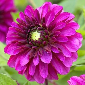 Votaniki Decorative Dahlia Lilac Bull - Perennial Dahlia Lilac Bull Tubers Ready to Planting | Fully Double Lilac Purple Flower, Dahlia Tuber - Easy to Grow 1 Pack