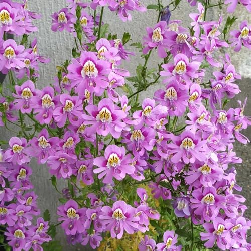 semillas de orquídeas de agricultor - silvestres, parterres elevados, balcón resistentes para jardines rocas, 85pcs