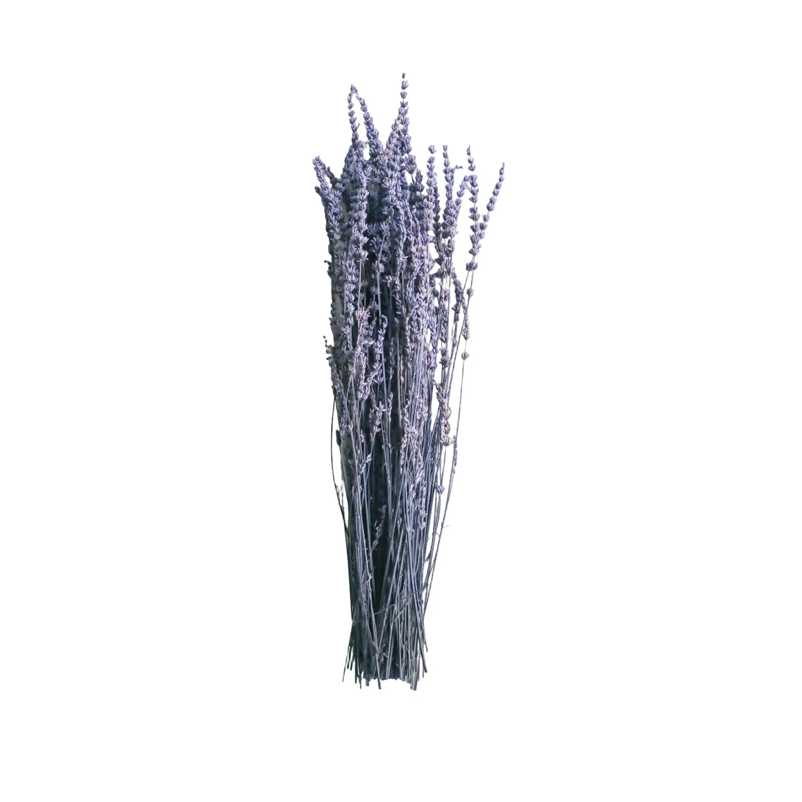Zxfdsfdbnm Real Lavender Bouquet Preserved Floral Bundle 19.69in, Natural Decorative Accent for Bedroom and Lavender Bouquet Vase Filler Wedding Centerpiece Preserved Flower Arrangement