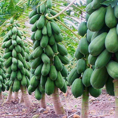 Golden Hills Farm Papaya Pusa Fruit 50 Seeds (B08FGRY3TR) Amazon Price History, Amazon Price Tracker