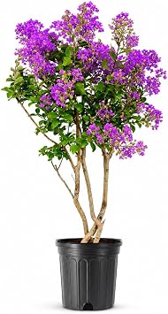 Crape Myrtle Twilight | 1 Extra Large Trade 3 Gallon Plant | Lagerstroemia Indica Twilight | Vibrant Blooms | Drought Tolerant