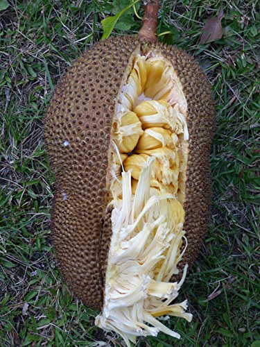 Royal Paradise Garden 1 Healthy Rare Jackfruit Live Plant ' Cheena ...