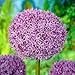 Produktbild Allium Zwiebeln Super Bowl - 5 Blumenzwiebeln - Riesen Zierlauch Allium Giganteum - Blumenzwiebeln mehrjährig winterhart - Niederländische Qualität - Für Garten und Töpfe