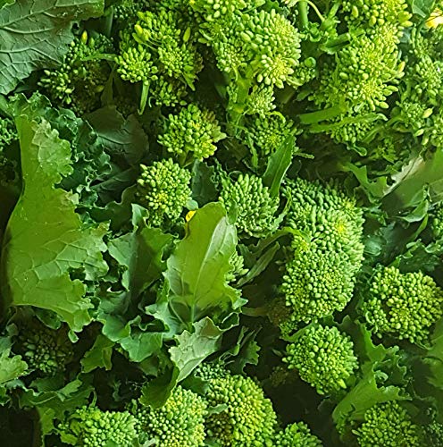 Salerno Seeds Broccoli Raab 40 Days CIMA Di Rapa 10 Grams Made in Italy Italian Non-GMO
