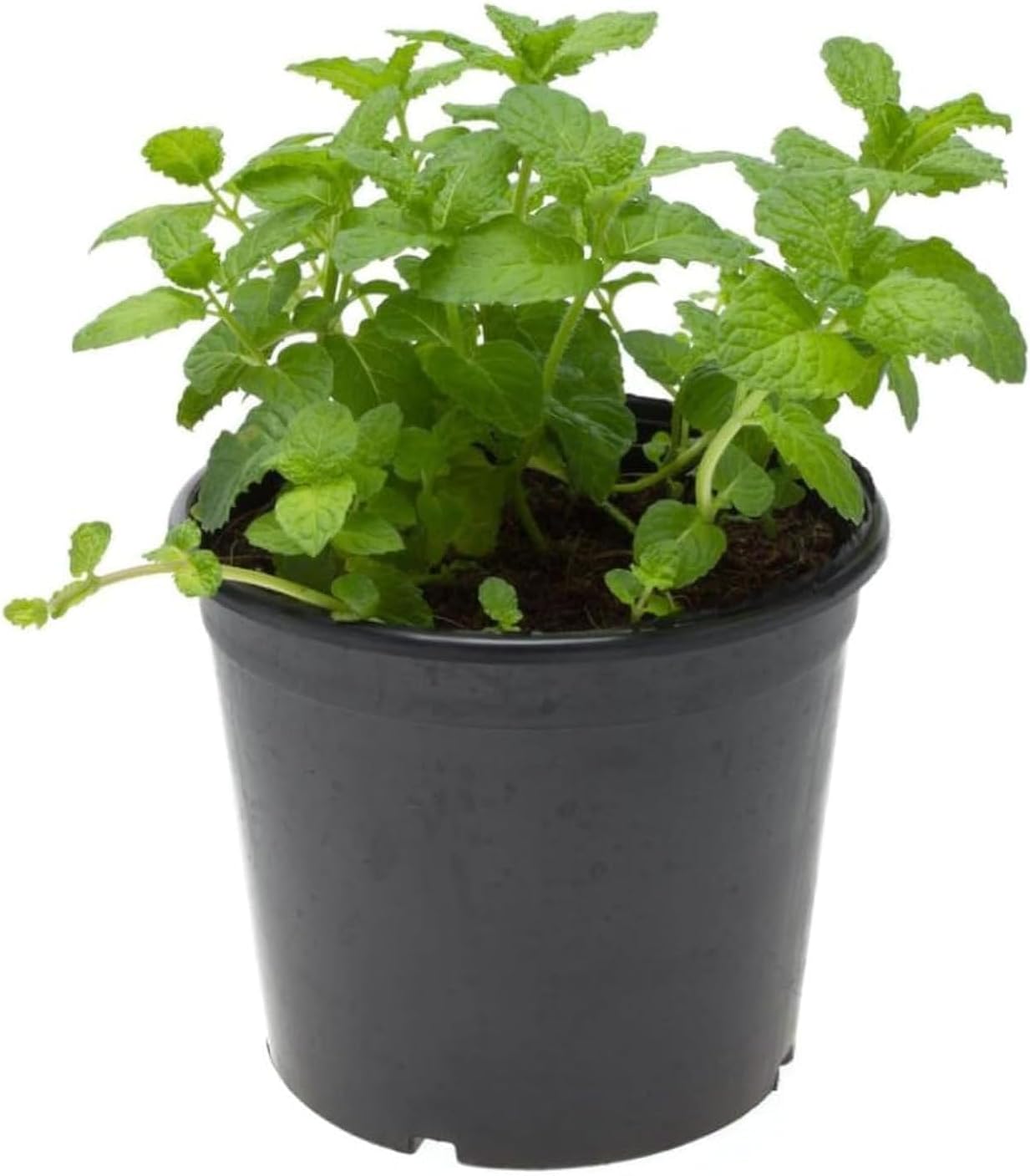 Mint Plant (Mentha) – Fresh Live Herb Plant 10–20 CM | Aromatic & Fast-Growing Culinary Plant for Home Garden, Balcony or Kitchen Use | Natural Cooling & Medicinal Benefits